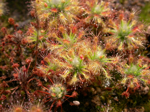 Cooks Carnivorous Plants